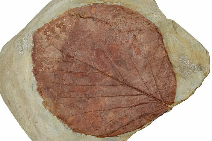 Paleocene Fossil Leaf (Davidia) - Montana #356519